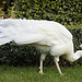 albino peacock